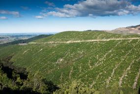 NZ Forest