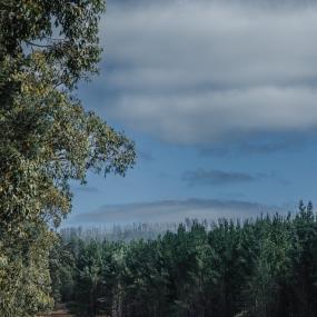 FSC certified forest