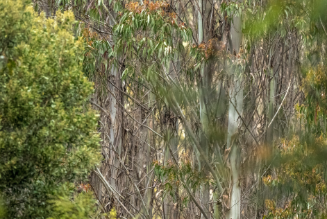 Australian Forest