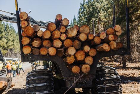 FSC Certified Logs