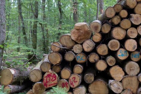 Bois FSC - (c) M. Rossi.jpg
