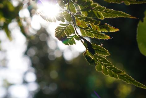 2024_FSC APAC_Sabah, Malaysia_Deramakot Forest Reserve_(c)_Vanessa Cheung_01.jpg 2.jpeg