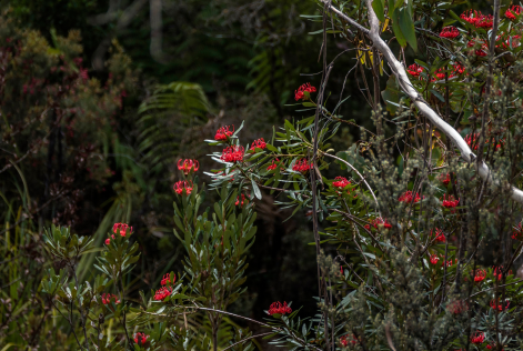 FSC Australia - Native Bush