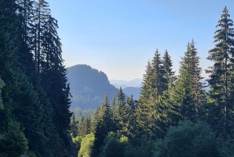 2024_FSC Bulgaria_Bulgaria_Forests in the Rhodope Mountain, Smolyan region_(c)FSC Bulgaria_Stanislav Lazarov.jpg