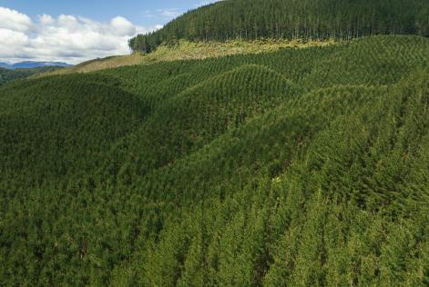 FSC New Zealand