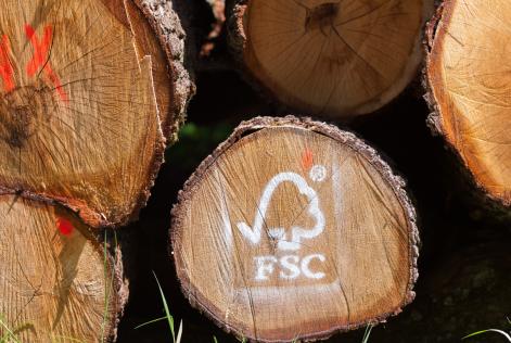 2022_FSC Germany_FSC certified forest, cutted oak_Boppard_(c)FSC Germany_Stefan Lechner 3_0.jpg
