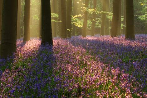 Knowledge Tree Series in Tasmania and Victoria