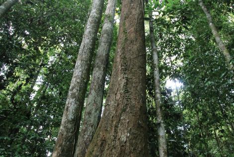 FSC Australia Resources