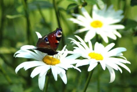 urgent - Standards Development Group update and Call for nominations