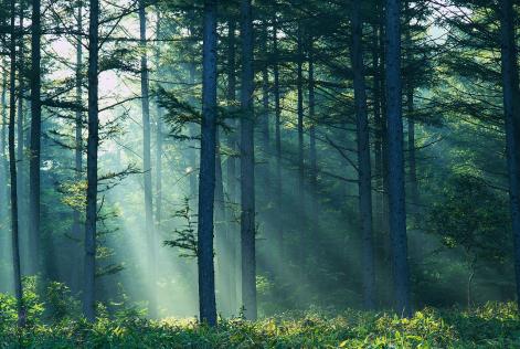 Public Briefing Paper for Chain of Custody with Controlled Wood Reassessment of NSFP Smartfibre