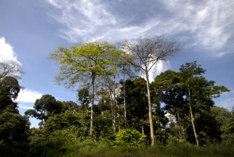 Control Wood Consultation - Webinar