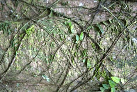 03/11/13 – ABP Koala Protection and Management Plan