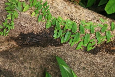 Public consultation on the FSC Advice note for the OCP and OCP update