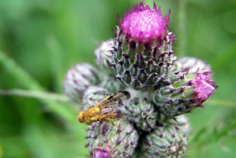 Public consultation on Pesticide Derogation Procedure / Indicators and Thresholds