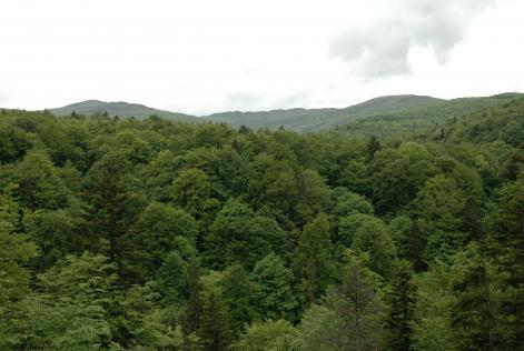 Key Accounts & Membership Services Officer