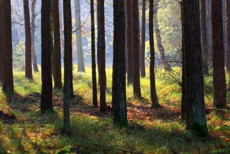 Expressions of Interest - Standards Development Group