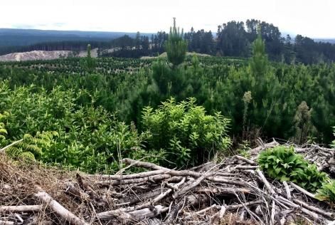 New Zealand Field Trip March 2016