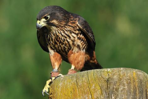 New Zealand Falcon