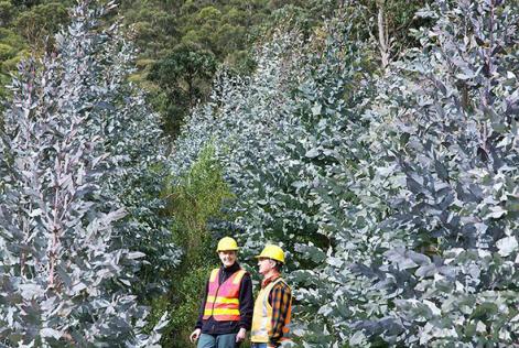 Forestry Tasmania Plantation