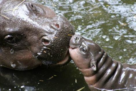 Taronga welcomes baby Pygmy Hippo