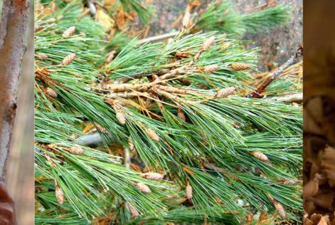 FSC Market Info Pack banner