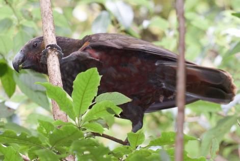 North Island kaka