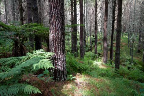 FSC NZ fOREST