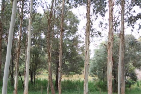 Main Ridge plantations