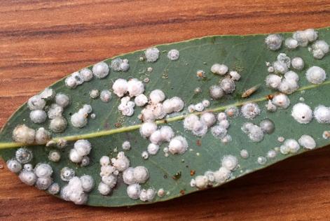 Honeydew drops or lerps formed on the surface of a gum leaf