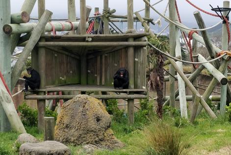 wellington zoo
