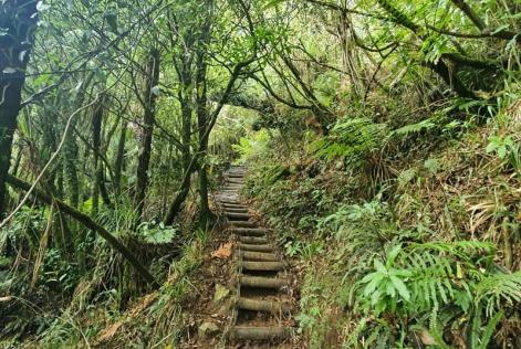 Mount Te Aroha mountain track stairs