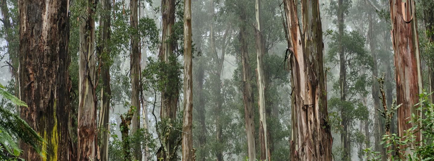 Australian Forest