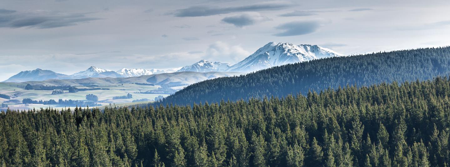 New Zealand Forest