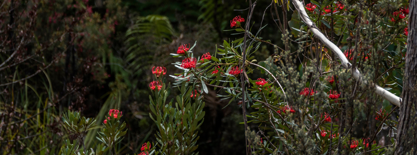 FSC Australia - Native Bush