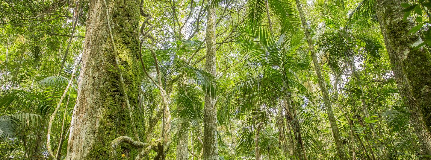 Missionary Forest, Argentina
