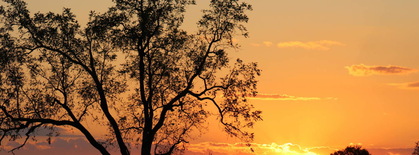 Sunset Forest Australia