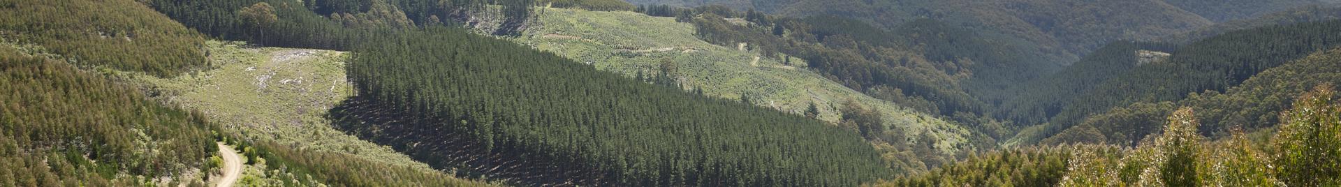 hvp plantations image1