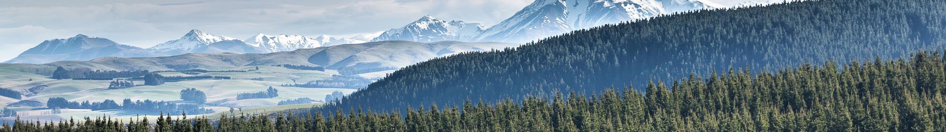 New Zealand Forest