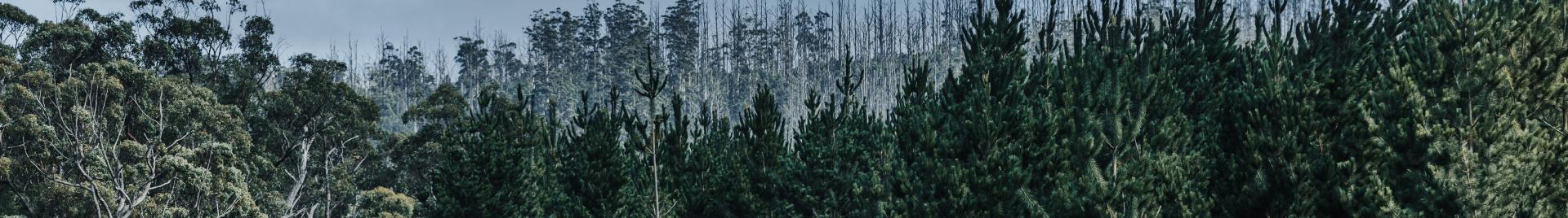 © FSC / FSC Forest Walk 2025