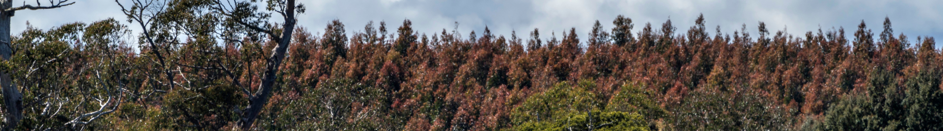 © FSC ANZ / Rob Burnett