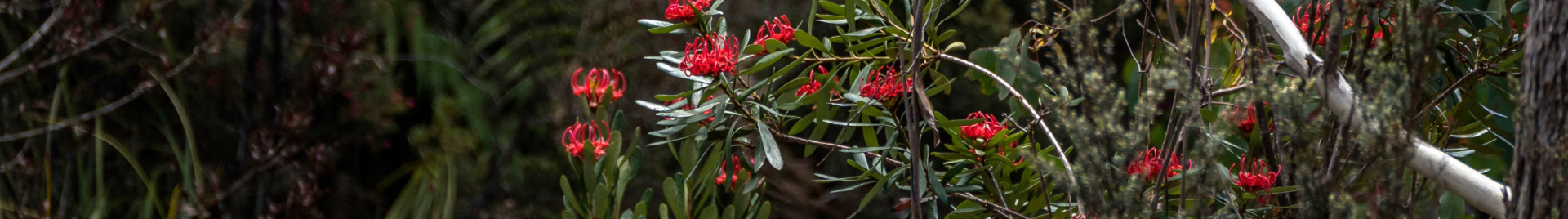 FSC Australia - Native Bush