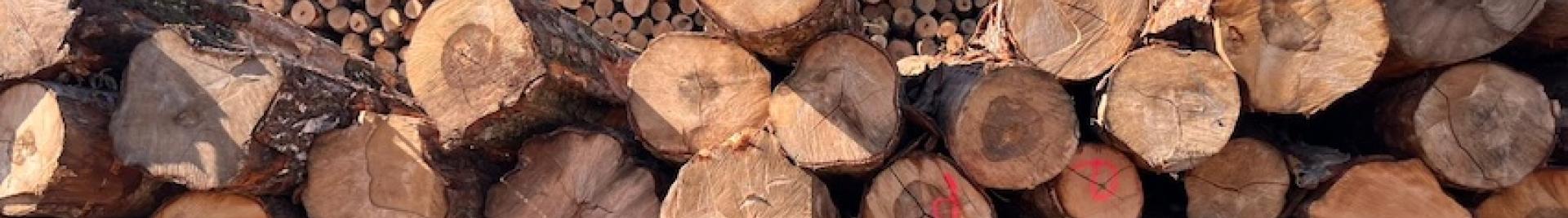 2025 © FSC / Adel Strydom