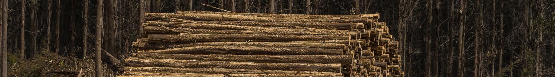 Log pile FSC certified forest