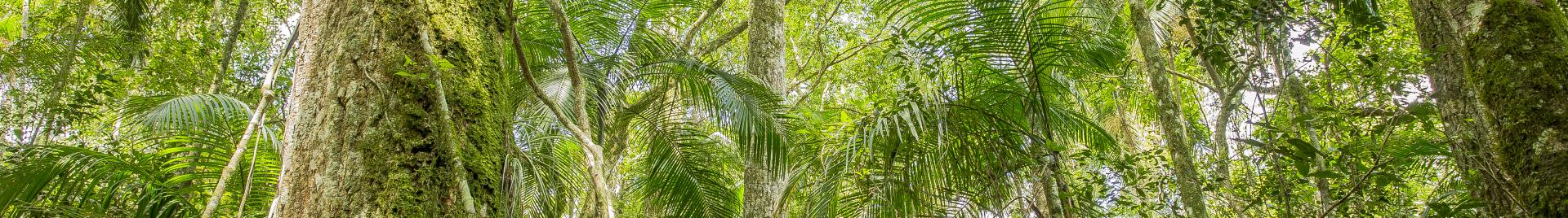 Missionary Forest, Argentina