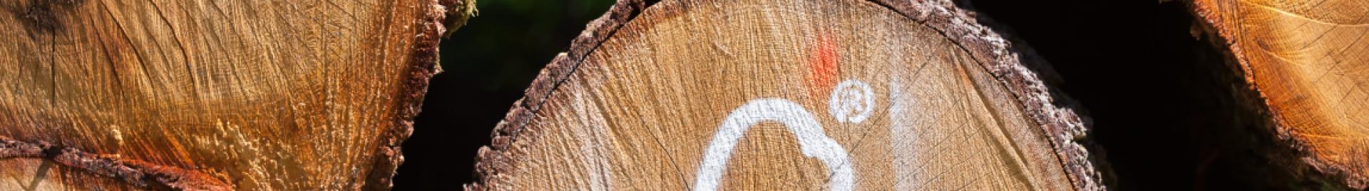 2022_FSC Germany_FSC certified forest, cutted oak_Boppard_(c)FSC Germany_Stefan Lechner 3_0.jpg