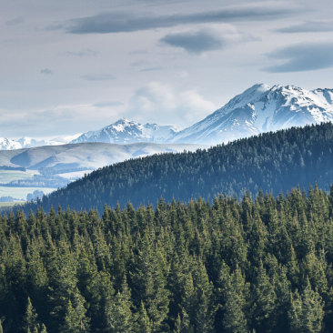 New Zealand Forest