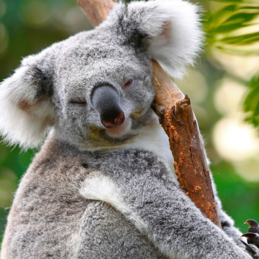 Koala