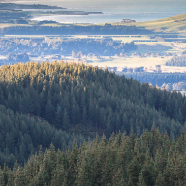 New Zealand Forest