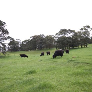 Grazing at the Main Ridge farm